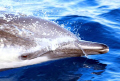 Dolphin riding our bow wave en route to Cocos Island 