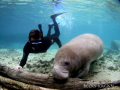 Tis the time of year to snorkel with the gentile Manatees in Crystal River Florida! Brian dives down to get a closer look at a young calf! 