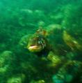 Hood Canal, Puget Sound, USA.  This fish was sitting on the bottom and about the time I was ready to take the picture, he swam up toward me.  I think the photo has an almost painting-like quality.  Olympus SP350 and Inon wide angle lens. 