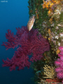 Colourful wall. Calanques de Cassis. Canon G10 & Inon D2000. 
