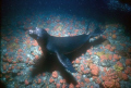 Shot on Kodachrome 64 with a Nikonos V and 15 mm lens and an Ikelite SS 400 during the hectic play of these young pups that had only been in the water a few weeks at this point. No cropping as usual with my work. 