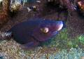 Prtrait of a wrasse  Black Labrus (Chremilabrus sp.) 