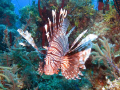 Lion Fish 