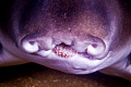 Port Jackson Shark at the Lena wreck still with food on its teeth 