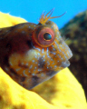 Seaweed blenny, in yellow tube sponge. Sea and sea DX1G compact camera, wide angle wet lens, YS110a strobe. 