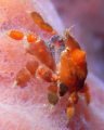 Tear Drop Crab, Sea and Sea DX1G, stacking diopters, YS110a strobe. 