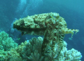 Cuttlefish 
