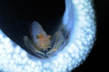Another night dive cameo using only torch light 