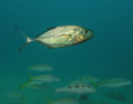 Green Jack (Carangoides caballus). Mt. Irvine Bay Tobago 