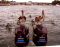 Chickens of the sea.. 