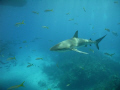 Grey Reef Shark cruising 
