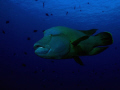 Friendly Napoleon Fish on the fantastic divesite, Fishhead, in the Maldives.
Olympus E330, 14-54 mm, single Ikelite DS125 strobe. 