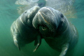 Manatee Love in Crystal Springs. Cute and cuddly animals! 