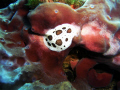 Peltodoris atromaculata eating a spongie Petrosia sp. 