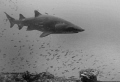 Guardian of the Spar.  Taken in North Carolina on the wreck of the Spar. 