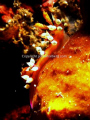 An beautiful nudi near the Liberty wreck in Tulamben Bali. Taken with canon G9 with Inon wet lense and sea & sea YS110@ strobe. 
My first submission to any contest, but will do more as I am wery interested in Underwater photo. 