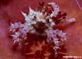 "Sweet as Candy" (Neopetrolisthes oshimai) Unusually out on a limb in Lembeh 