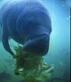 Normally Manatee eats aquatic plants, but also they eats lettuce. 