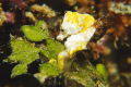 found in Lembeh; D200 