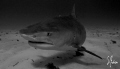 This image was taken at Tiger Beach. The Tiger Shark was probably 12-14' long. Thanks to all on the SHEARWATER! 