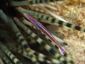 Shrimp on an banded urchin 