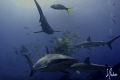 This image is of Reef Sharks enjoying the free fish as we awaited the Tigers! 