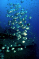 Shoal of Chaetodipterus faber sinking sailboat, Recife-PE, Brazil. 