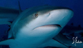 This image was taken last week while diving with Stuart Coves in Nassau. This Reef Shark is just coming out of the feeding circle. 
