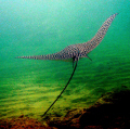 Spotted Eagle Ray. 