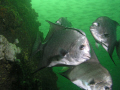 Spadefish at the Air Force Tower site off of Cape San Blas, in the northern Gulf of Mexico. 