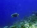 Turtle taken off Provo, at Shoots dive site in March 2009. 
