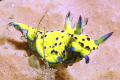 Robastra Ricei - This nudibranch was only recently identified and named. 