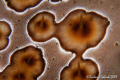 Sea Cucumber-abstract 