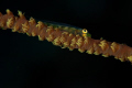 Whip Coral Gobie 
