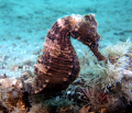 BHB, SEA HORSE 