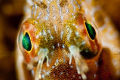 I shot this Secretary Blenny at Blue Herron Bridge.  with a d300 105mm, 2x Kenco teleconverter and a sub see +10 diopter
 