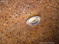 Nurse shark eye and pattern. San Pedro, Belize. Canon Ixus 980. 