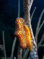 Flamingo tongue in profile. 