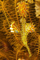 Ornate Ghost Pipefish in its native surroundings 