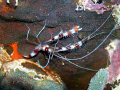 I took this shot on Bari Reef in Bonaire. I was taking a px of a banded shrimp but when I viewed the px, I saw the eel right by the shrimp's claw. 