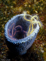 Cup 'O' brittle star. 