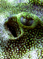 Stingray's eye. 