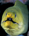 Green Moray at the Fredericksted Pier in St. Croix. 