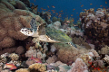 Nice little Hawksbill Turtle in the aquarium of Jackson reef Tiran. 