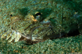 Camouflaged flounder fish in sandy bottom. Dive Site: Crash Boat in Aguadilla Puerto Rico.
Nikon D80 With 105mm Shoot 1/15 sec at f/27 ISO 100. 
