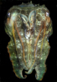 Cuttlefish, full frontal 