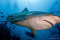 Catch me if you can.  This Bull shark is three times lucky with three fishing lines hanging out of his mouth. 