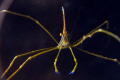 Arrow crab in Roatan D300-60mm, f22, 1/160 