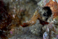 please help for ID of this shrimp...taken at Laha, Ambon, Indonesia. Canon EOS 400D with Sea and Sea housing and strobes 