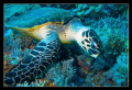Sea turtle @ Daedalus Reef - (Eretmochelys imbricata) 